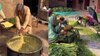 Watch:-Viral-Video-Of-Saag-Preparation-In-Pakistan-Draws-Internet-s-Attention